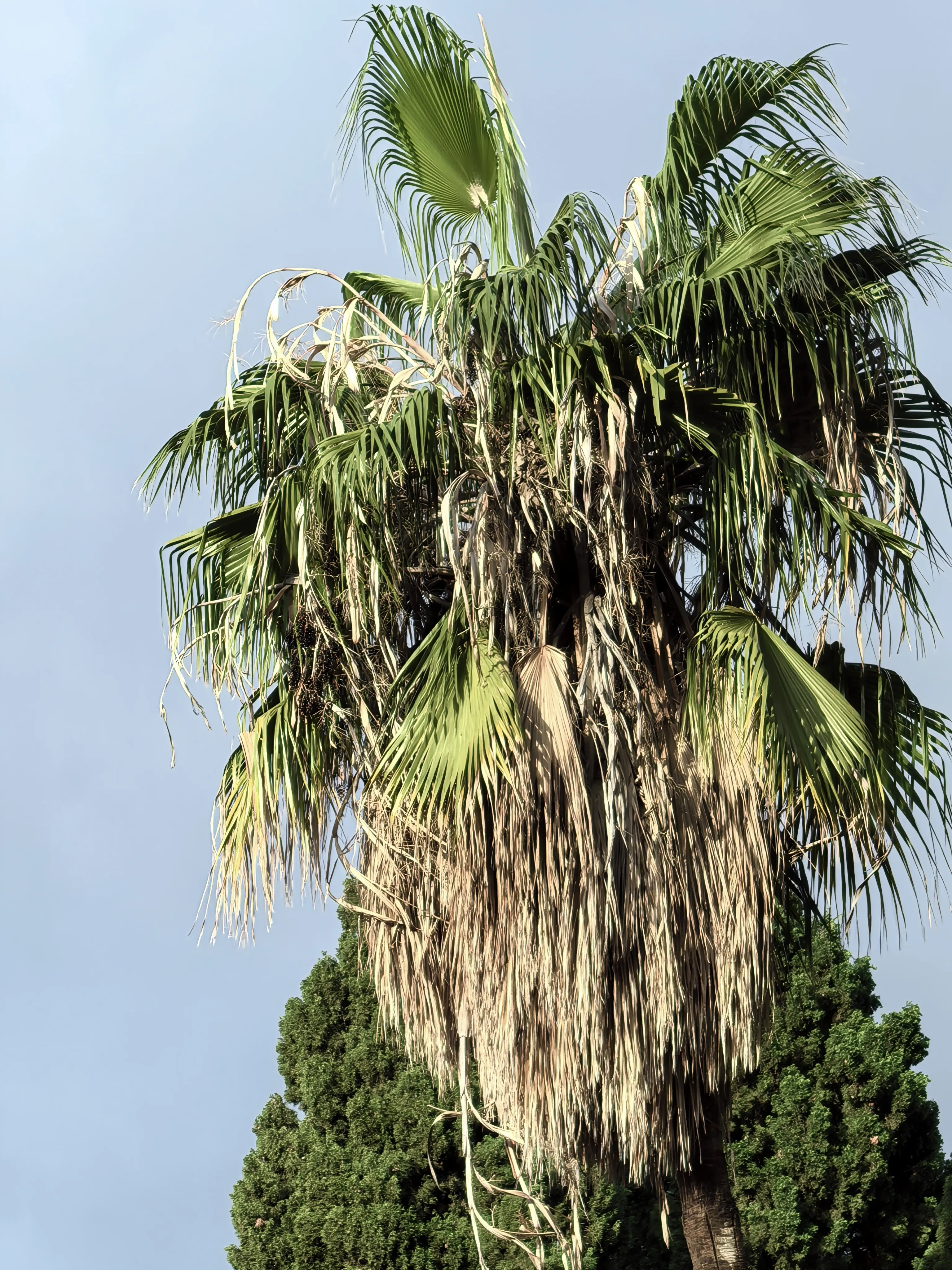 HUAWEI Pura 70 Ultra - System Aparatów - IMG_20251117_164807.webp